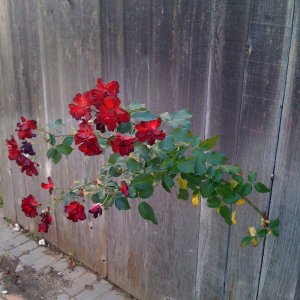 IMG_0202.JPG