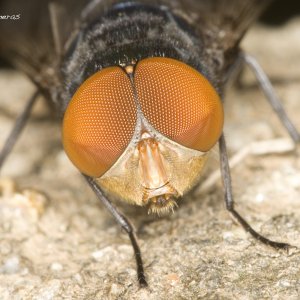 Calliphoridae de frente 02.jpg