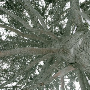 unusual_tree.jpg