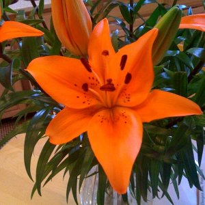 lilly 01182009 no 2.jpg