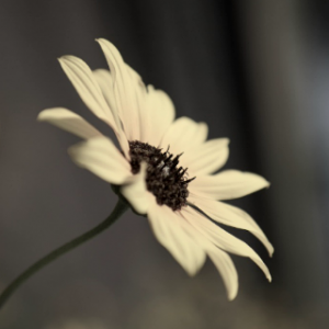 IMG_0001.PNG