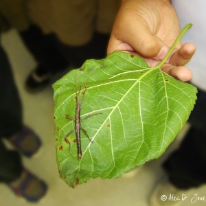 insect.jpg