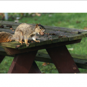 Squirrel.png