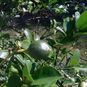 meyers lemmon tree.jpg