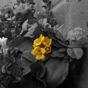 Yellow flower2.jpg