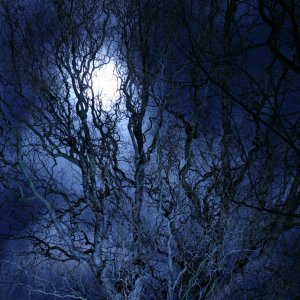 Moonlit Vines.jpg