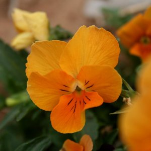 OrangeFlower_SMALL.jpg
