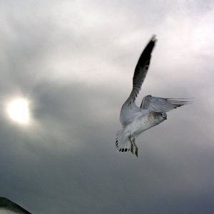 Seagull.jpg
