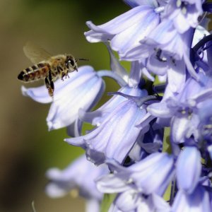 BluebellBee.jpg