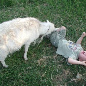 Alex_Goat.jpg