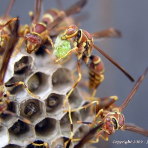 Wasps_1.jpg