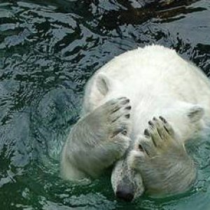 polar_bear_eyes.jpg