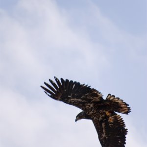 20090412-(008) Juvenile bald eagle .jpg