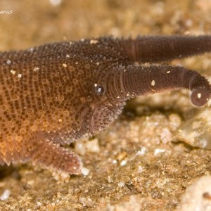 Peripatus close-up.jpg