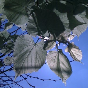 IMG_0585.jpg