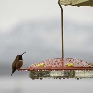 20090419_0125 Hummer.jpg