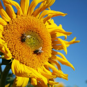 sunflower.JPG