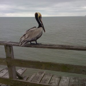 KureBeachPierNC.JPG