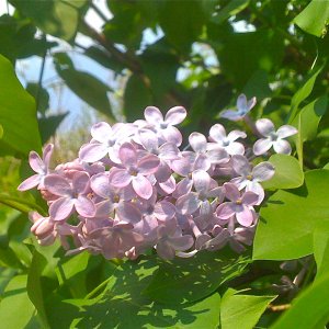 IMG_0161.JPG