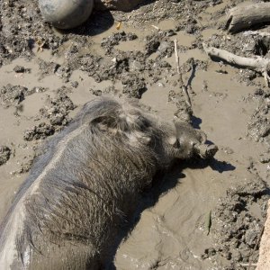 Warthog_in_mud.jpg