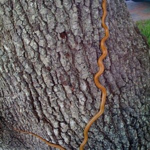 rat snake.jpg