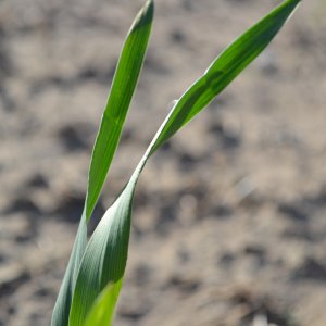 DSC_07401A.jpg