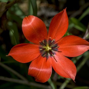 red21280.jpg