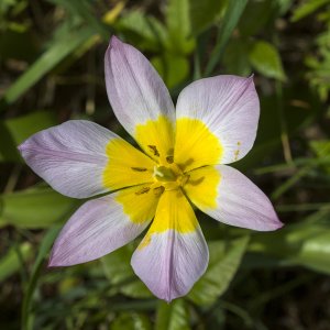 lilac wonder11280.jpg