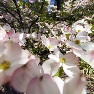 dogwood3dof1280.jpg