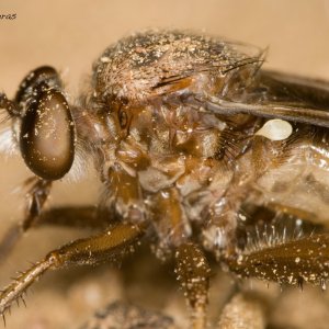 Halteres II color.jpg