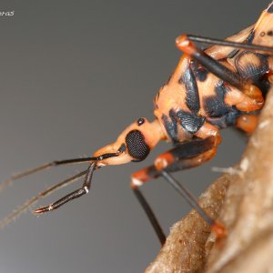 P geniculatus 01.jpg