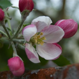 apple_blossom1.jpg