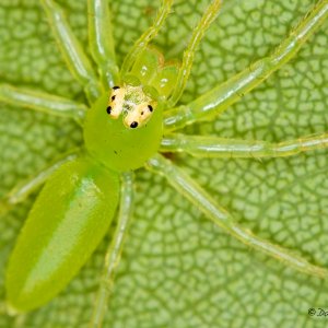 Salticidae verde.jpg