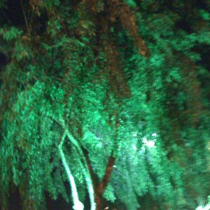 IMG_0071.jpg