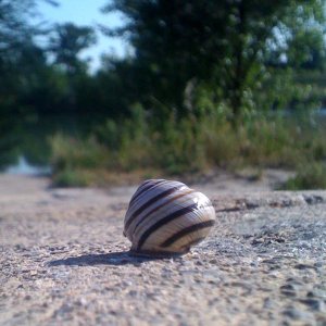 iP_closeup_snail.jpg