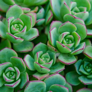 IMGP0992- December 17, 2008 copy.jpg