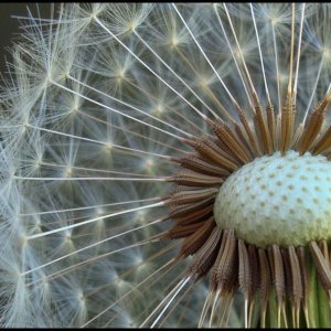 Close Up - Compressed.jpg