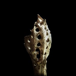 Edited - Compressed.jpg