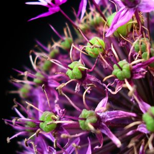Colourful Circle Plant Close Up.jpg