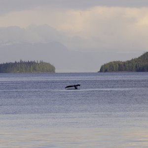 20090527_0051 Whale.jpg