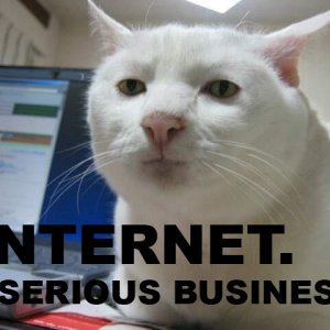 internet-serious-business-cat.jpg