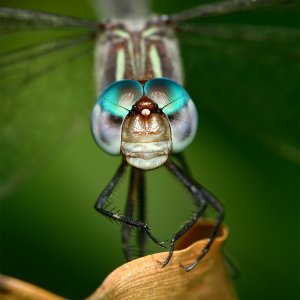 Dragonfly head-on.jpg