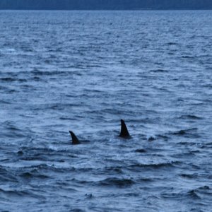 20090614_Whalepod.jpg
