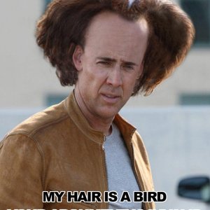 hairisabird.jpg
