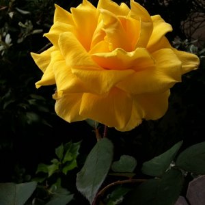 IMG_0009.jpg