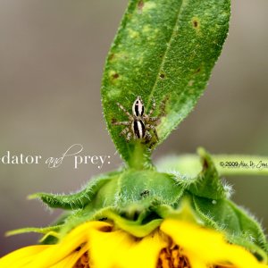 predator and prey.jpg