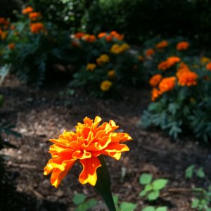 flower.jpg