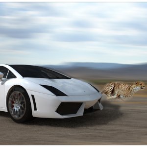 LP560 Vs Cheetah.3.jpg