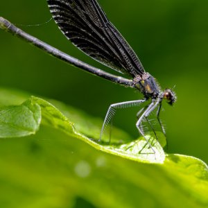 2009-06-27 Dragonflies-1.jpg