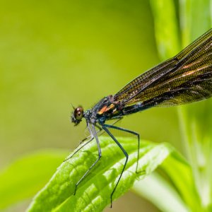 2009-06-27 Dragonflies-7.jpg